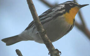 Yellow-throated Warbler