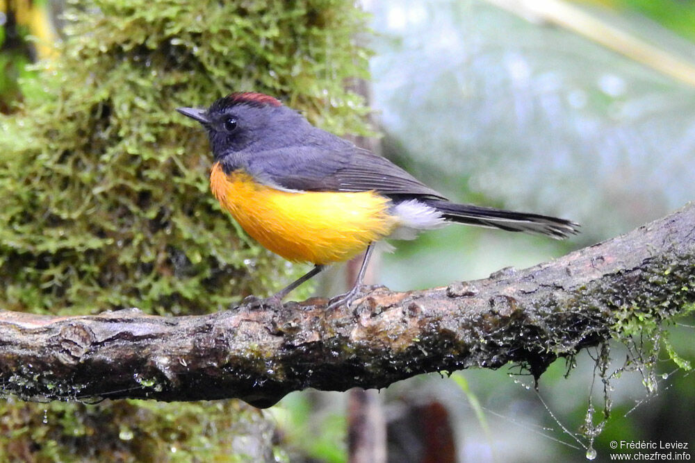 Slate-throated Whitestartadult, identification