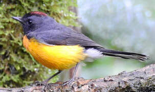 Slate-throated Whitestart