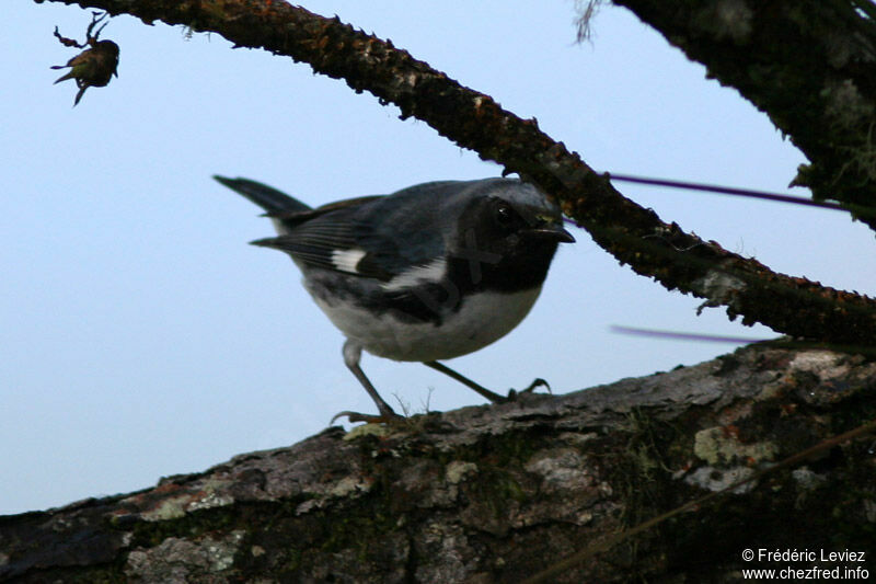 Black-throated Blue Warbler male adult