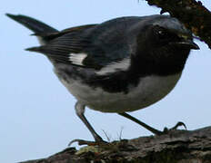 Paruline bleue