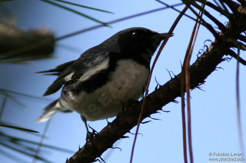 Black-throated Blue Warbler male adult