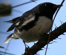 Paruline bleue