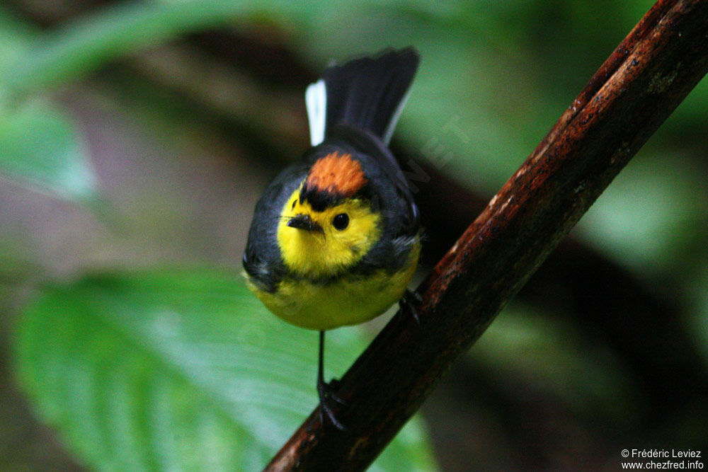 Collared Whitestartadult, identification