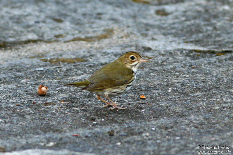 Paruline couronnéeadulte