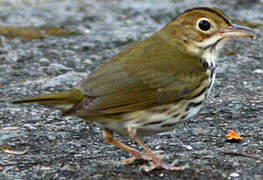 Ovenbird