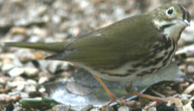 Paruline couronnée