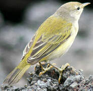 Mangrove Warbler