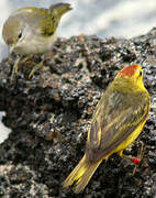 Mangrove Warbler