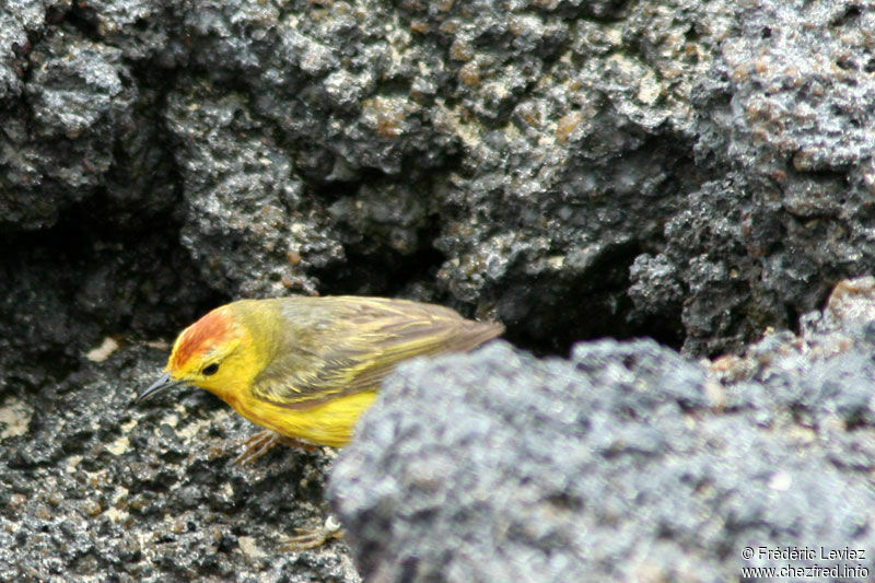 Mangrove Warbler male adult