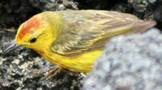 Mangrove Warbler