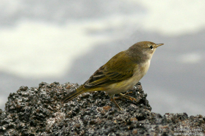 Mangrove Warbler female adult