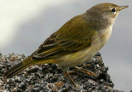 Mangrove Warbler