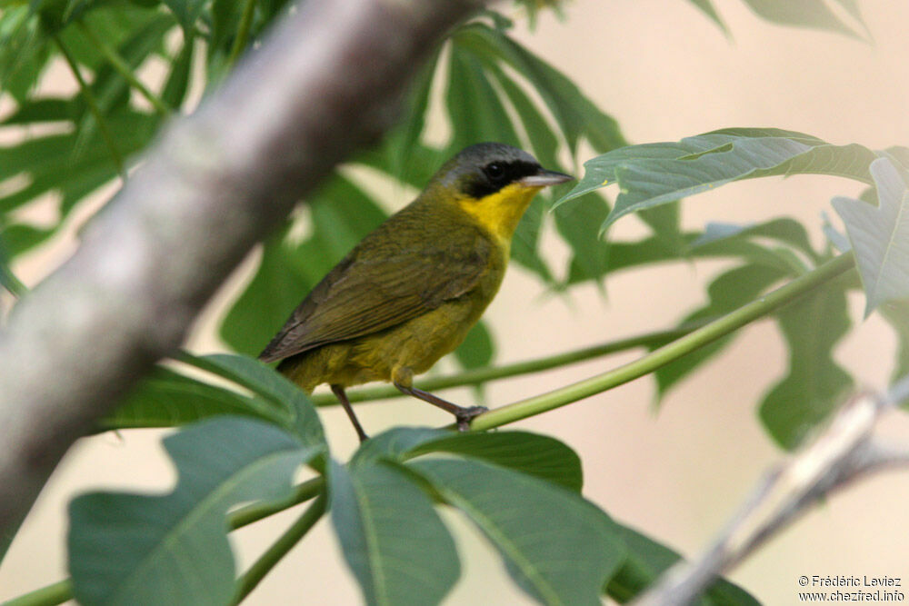 Masked Yellowthroat male adult, identification