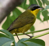 Masked Yellowthroat