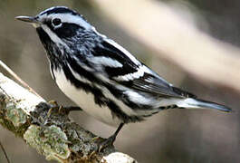 Black-and-white Warbler