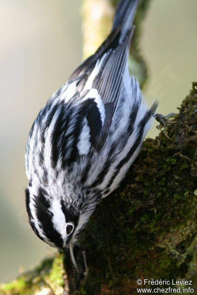 Paruline noir et blancadulte