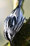 Black-and-white Warbler