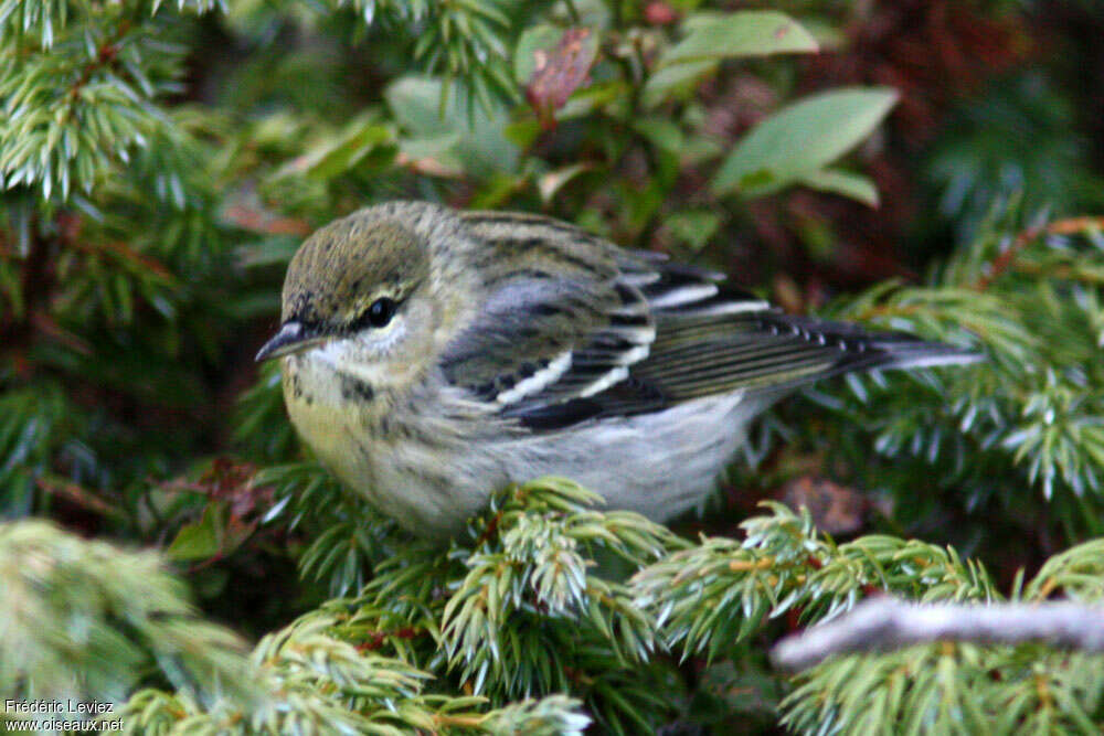 Paruline rayée mâle adulte internuptial, identification