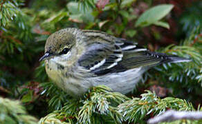 Blackpoll Warbler