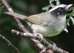 Black-cheeked Warbler