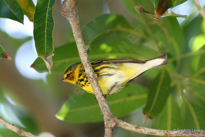 Paruline tigrée mâle adulte nuptial