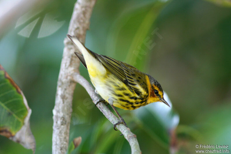 Cape May Warbler male adult breeding