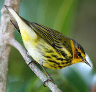 Cape May Warbler