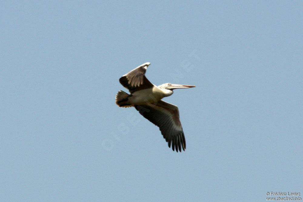 Spot-billed Pelican, Flight