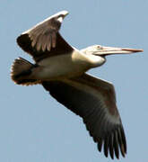 Spot-billed Pelican