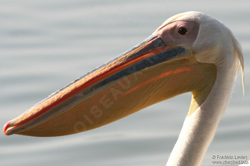 Great White Pelicanadult