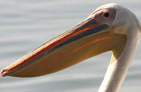 Great White Pelican