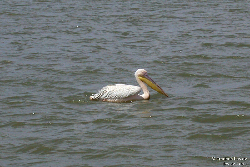 Great White Pelicanadult