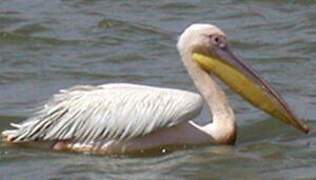 Great White Pelican