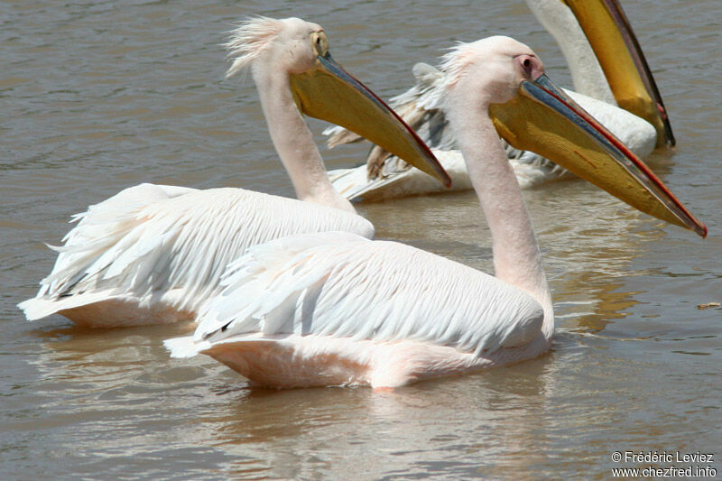 Pélican blancadulte