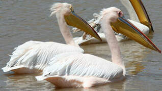 Great White Pelican