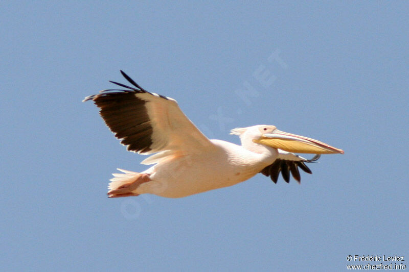 Great White Pelicanadult