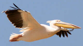 Great White Pelican