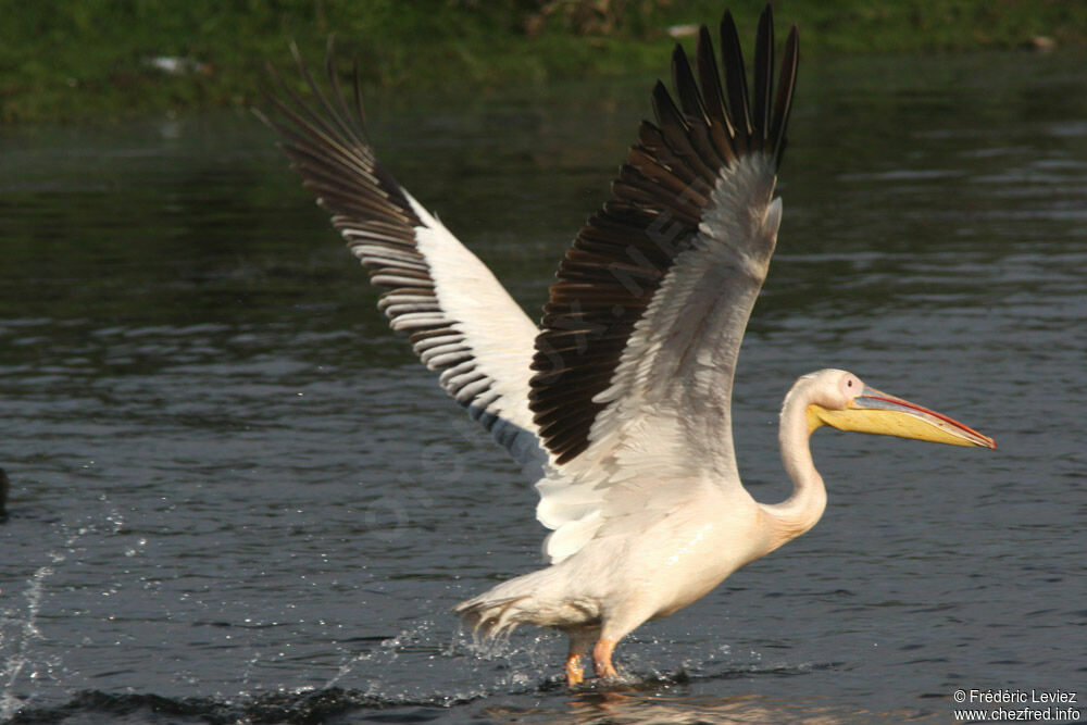 Great White Pelicanadult breeding, Flight