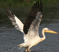 Great White Pelican