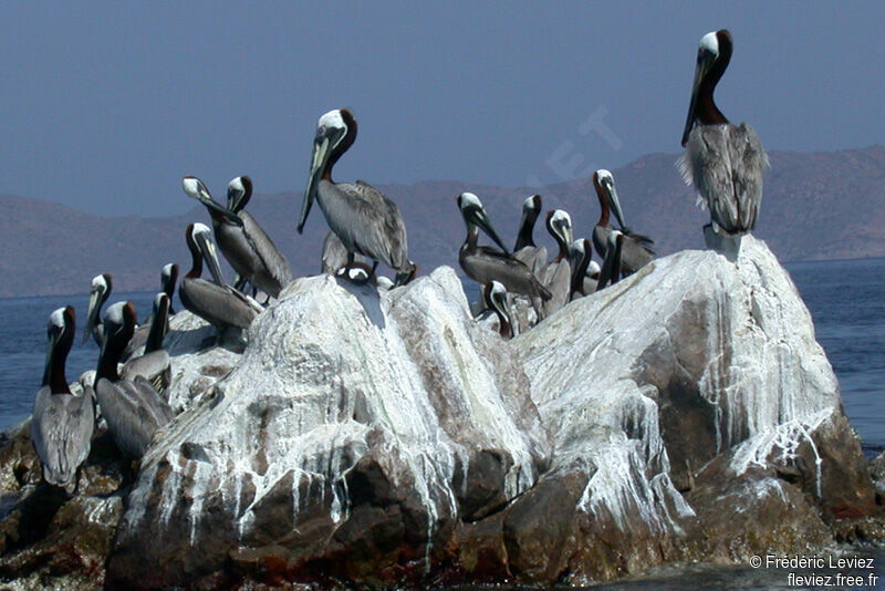 Brown Pelicanadult