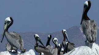 Brown Pelican