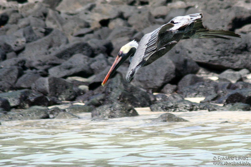 Brown Pelicanadult