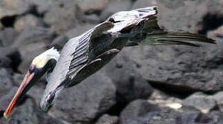 Brown Pelican