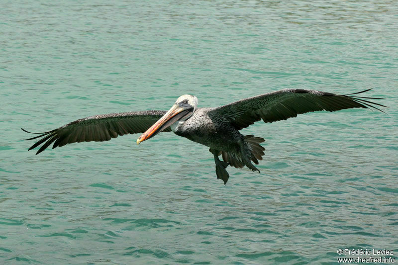 Pélican brunadulte