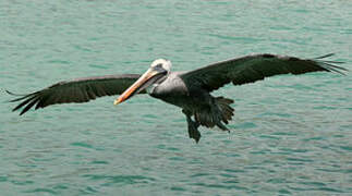 Brown Pelican