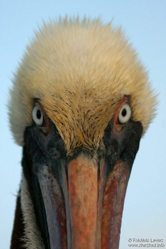 Brown Pelicanadult