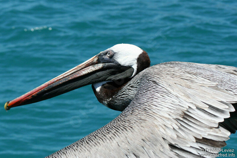 Brown Pelicanadult