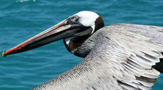 Brown Pelican