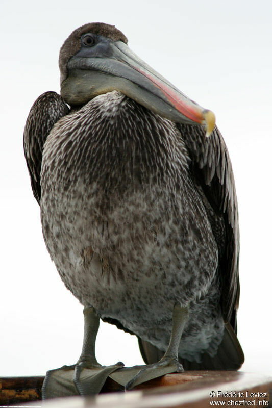 Brown Pelicanimmature